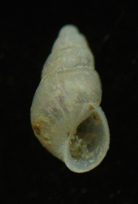 odostomia 1 ??